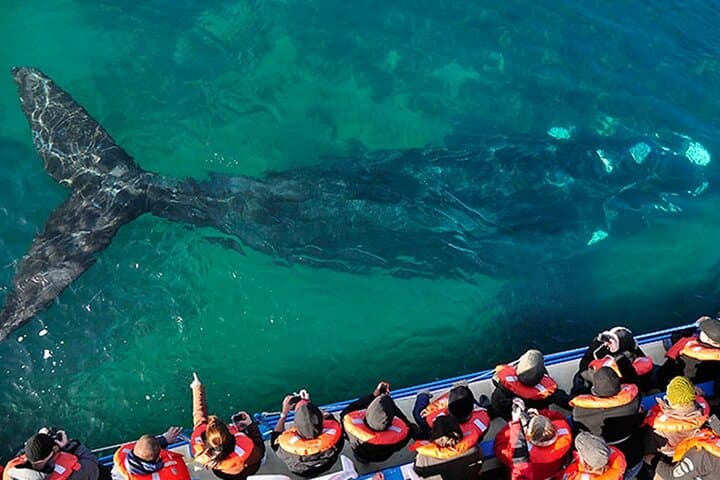 3-Day Puerto Madryn & Peninsula Valdés: Peninsula Wildlife and Optional Whale Watching