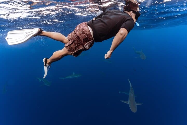 Swim with Sharks Off Oahu’s North Shore: No-Cage Educational Dive photo 3