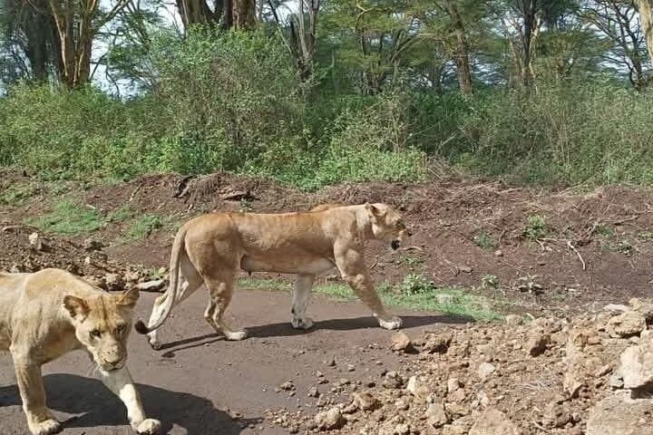 Full-day Lake Nakuru Safari with Full-Board Stay: Rhinos, Flamingos & Game Drive