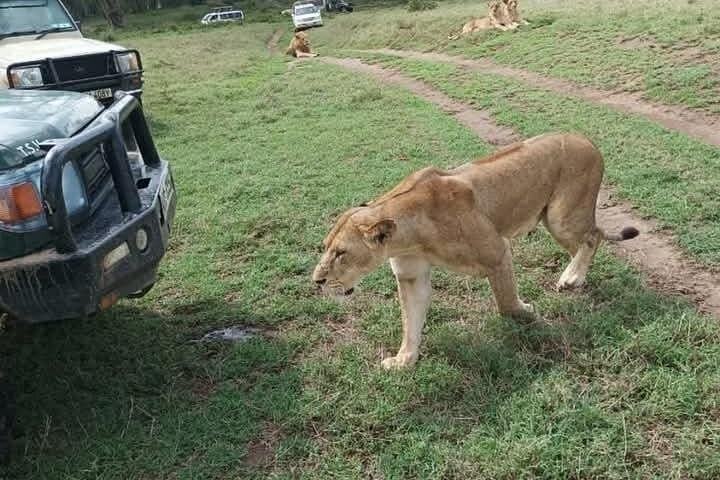 Maasai Mara 3-Day Safari from Nakuru — Tented Camp Game Drives & Maasai Village photo 5
