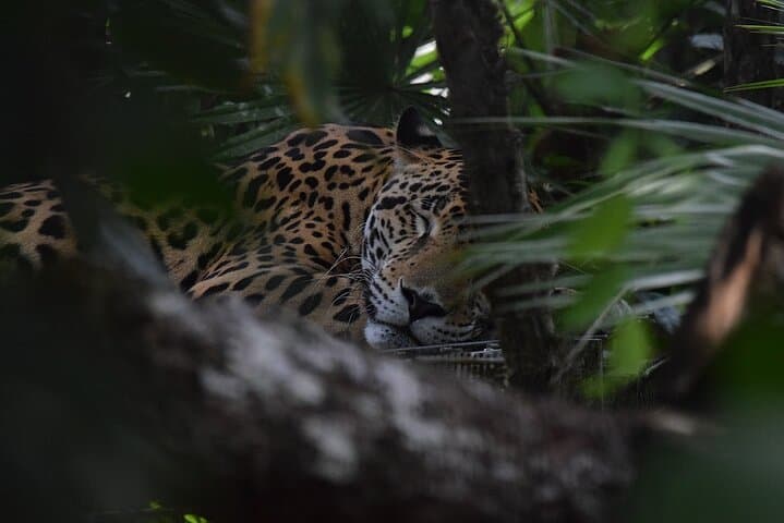 Night Hike in Cockscomb Basin Wildlife Sanctuary — Hopkins, Belize After Dark photo 5