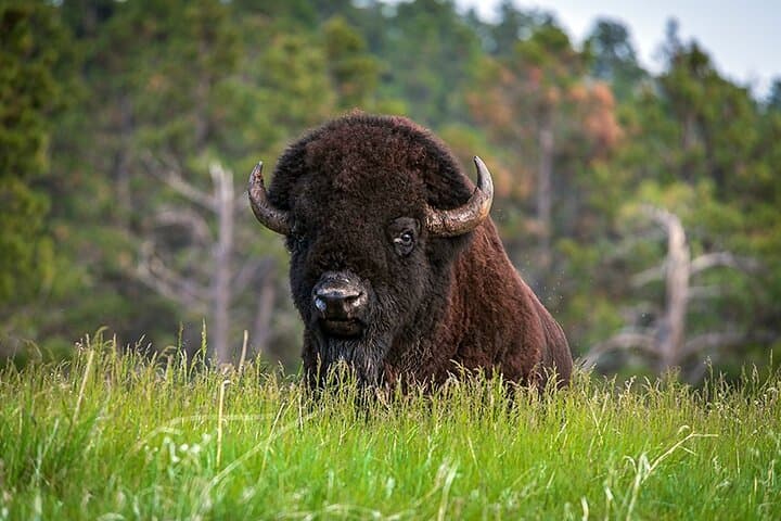 Waterton National Park Day Tour: Waterfalls, Red Rock Canyon & Prince of Wales Hotel photo 5