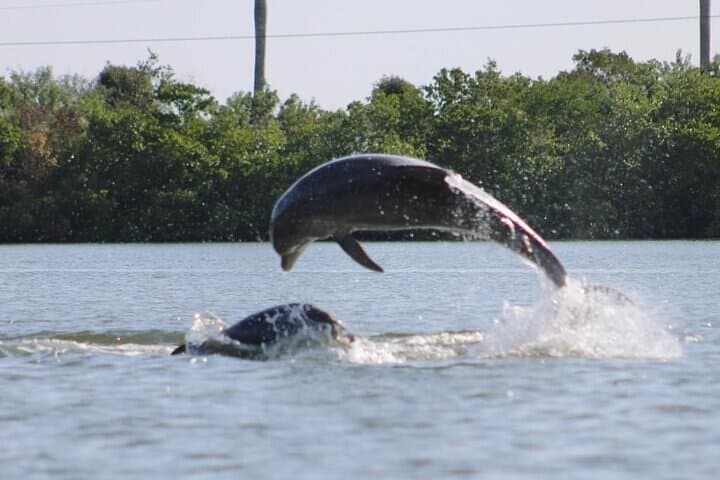 Pedal Kayak Eco Tour Marco Island & Naples — Easy Hobie Mangrove Safari photo 2
