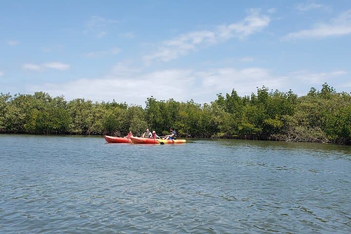 Kayaking the Backwaters of New Smyrna Beach: Dolphin & Birdwatching Eco Tour photo 2