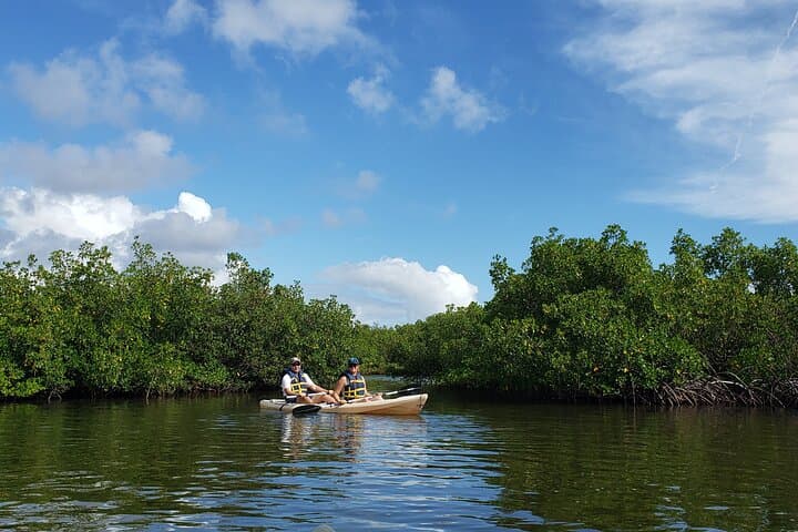Kayaking the Backwaters of New Smyrna Beach: Dolphin & Birdwatching Eco Tour photo 6