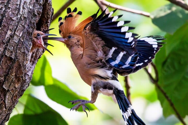 Phnom Penh to Kirirom: Two-Day Birding & Chambok Homestay