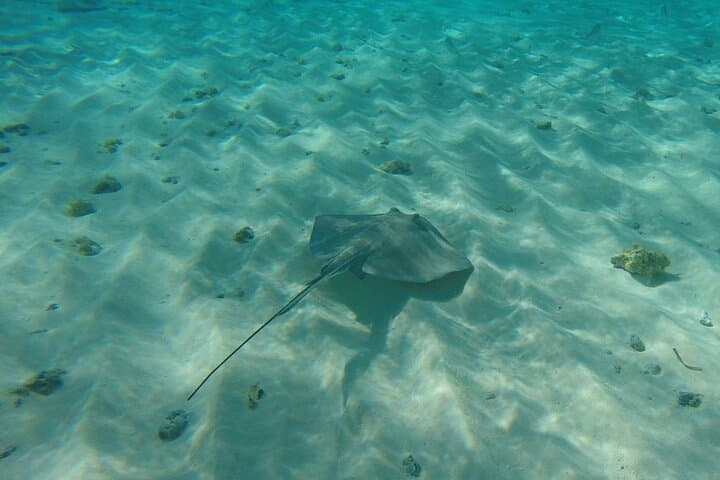 Platinum Pontoon Tour San Andrés — Natural Aquarium, Rose Cay & Swim with Manta Rays photo 2