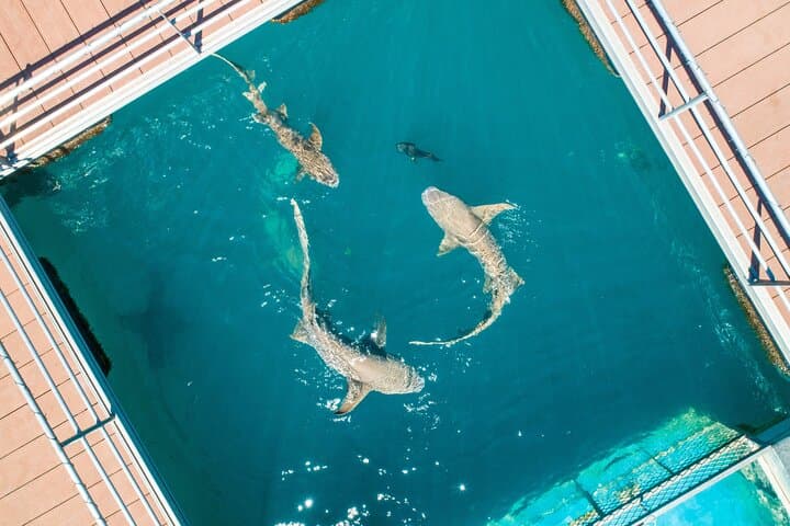 Derby to Horizontal Falls: Helicopter, Powerboat & Barramundi Lunch Adventure photo 3