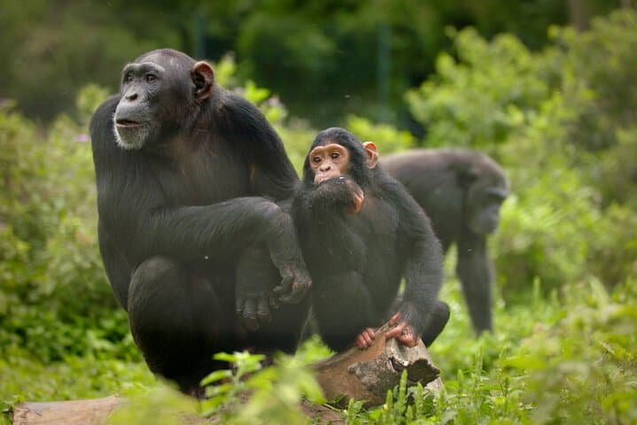 Ngamba Island Chimpanzee Sanctuary Day Tour from Entebbe