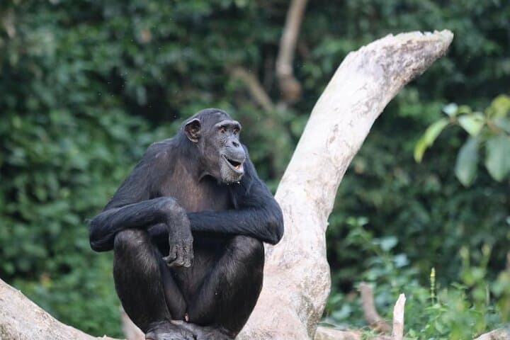 Ngamba Island Chimpanzee Sanctuary Day Tour from Entebbe photo 2