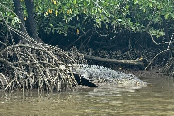 Croc Spotting Jetski Tour in Cairns: 1-Hour Trinity Inlet Adventure photo 3