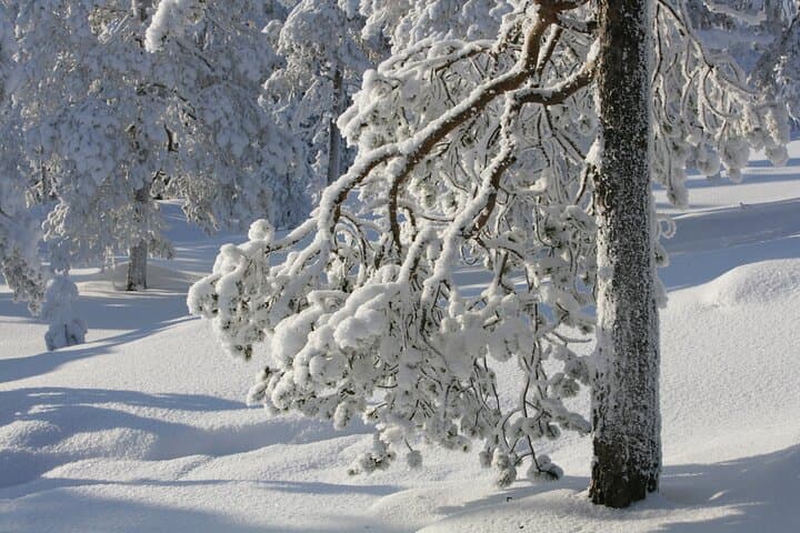 Arctic Snowshoeing in Rovaniemi: Explore Lapland’s Silent Forests on Foot photo 2