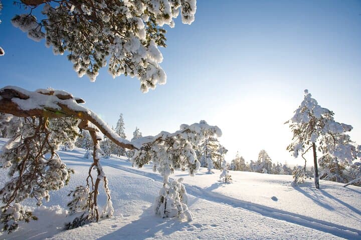 Arctic Snowshoeing in Rovaniemi: Explore Lapland’s Silent Forests on Foot photo 3