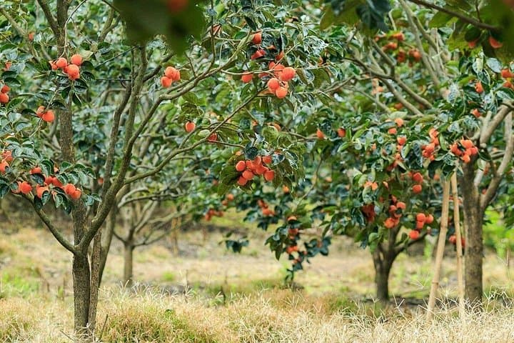 Da Lat Dawn Cloud Hunting: Cầu Đất Tea Hills, Strawberry Farms & Persimmon Gardens photo 4