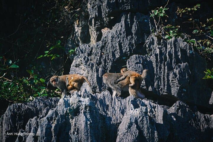 Halong Bay 4-Hour Cruise: Kayak Through Ba Hang & Explore Thien Cung Cave photo 4