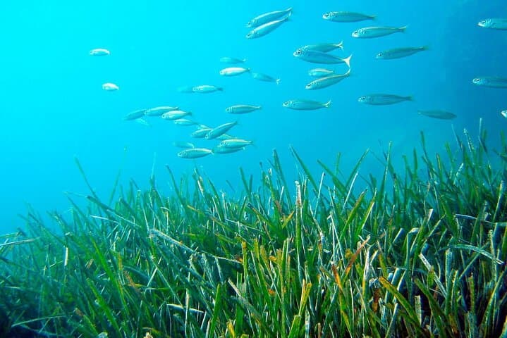 First Sea Dive in Cambrils: Introductory Diving Christening at Cala Vidre photo 5