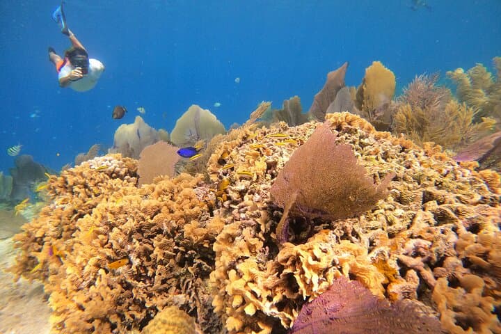 El Cielo Snorkeling Shore Excursion Cozumel for Cruise Passengers photo 2
