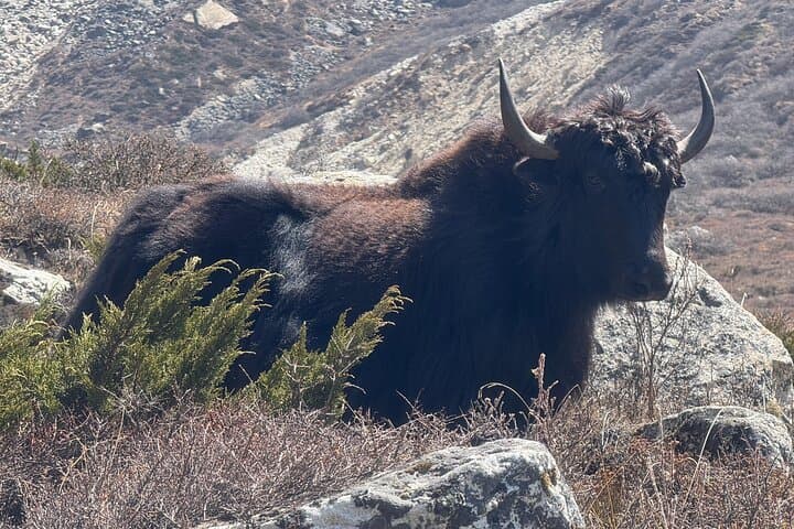 Kanchenjunga Base Camp Trek: South-to-North High-Pass Adventure photo 3