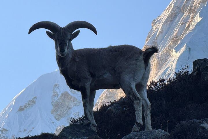 Kanchenjunga Base Camp Trek: South-to-North High-Pass Adventure photo 4