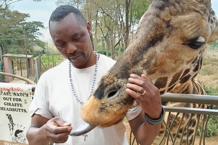 Nairobi Giraffe Centre Wildlife Encounter: Feeding Rothschild Giraffes & Nature Trail