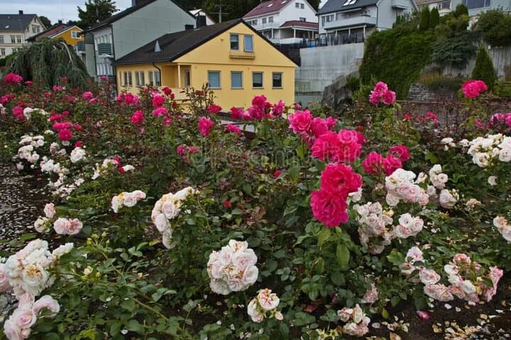 Atlantic Road Private Tour: Scenic Drive to Bud, Kristiansund & Molde photo 2