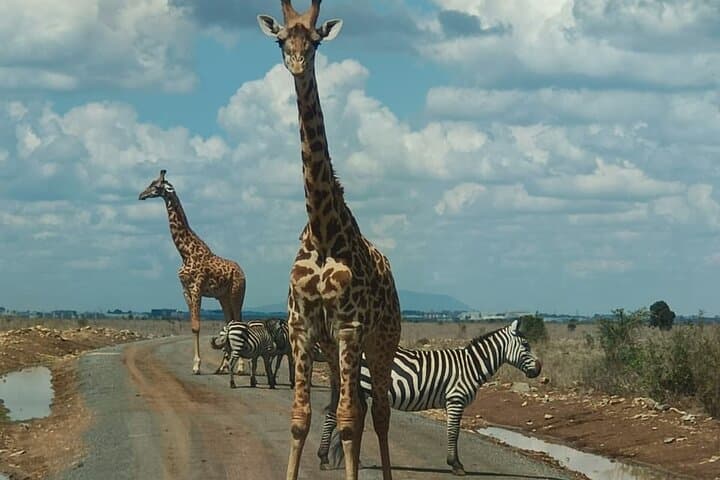 Half-Day Game Drive at Nairobi National Park — Morning Safari from Nairobi photo 1