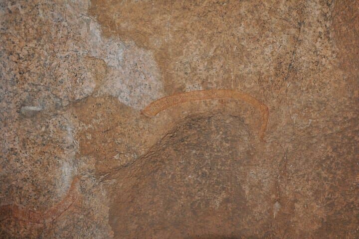 7-Day Namibia Wildlife & Rock Art Safari — Spitzkoppe to Etosha photo 2