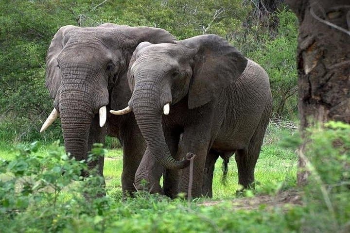 Aberdare National Park Day Trip from Nairobi: Forest Game Drives & Treetops Lodge photo 3