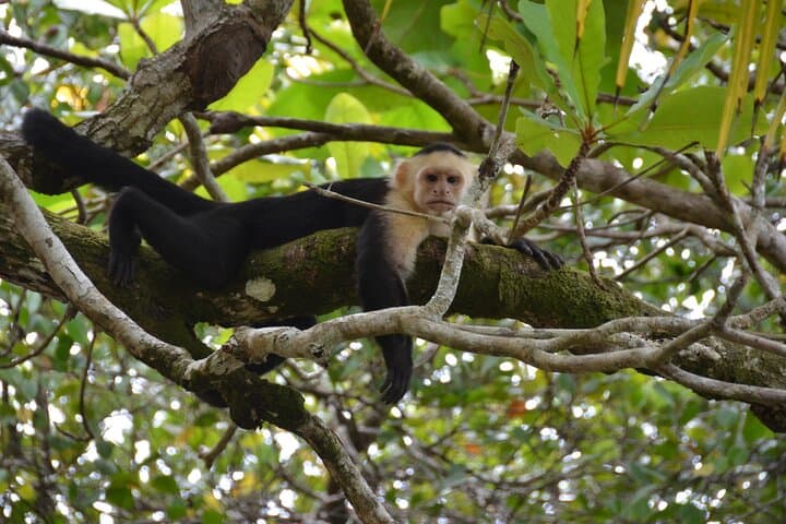 Full-Day Nauyaca Waterfall & Pacific Coast Discovery from Dominical photo 4