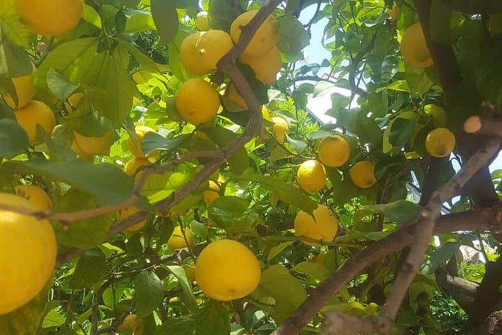Sentiero dei Limoni Walk and Family Dinner on the Amalfi Coast photo 2