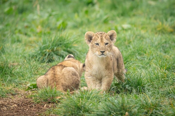 Whipsnade Zoo Visitor Guide: Plan Your Day with Elephants, Penguins & Play photo 2