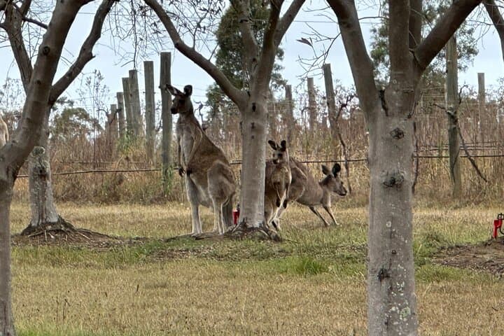 Sydney to Hunter Valley & Wollombi: Private Wine Tour Down Tourist Drive 33 photo 3