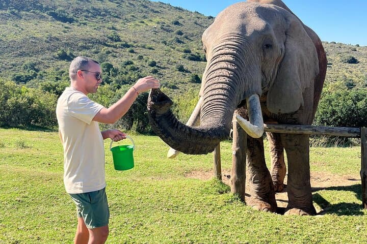 2-Day Greater Addo Ultimate Safari — Addo Elephant Encounter & Giraffe Walk