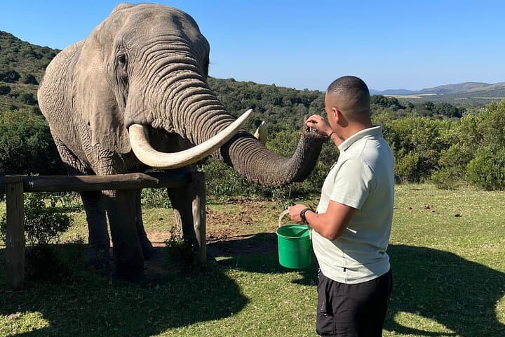 2-Day Greater Addo Ultimate Safari — Addo Elephant Encounter & Giraffe Walk photo 2