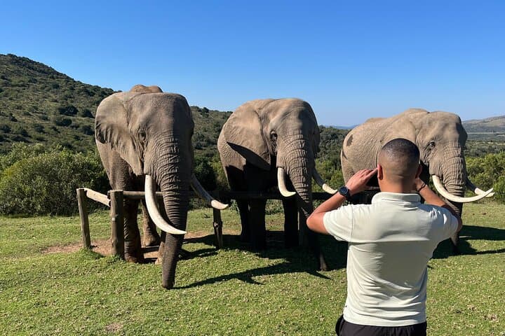 2-Day Greater Addo Ultimate Safari — Addo Elephant Encounter & Giraffe Walk photo 3