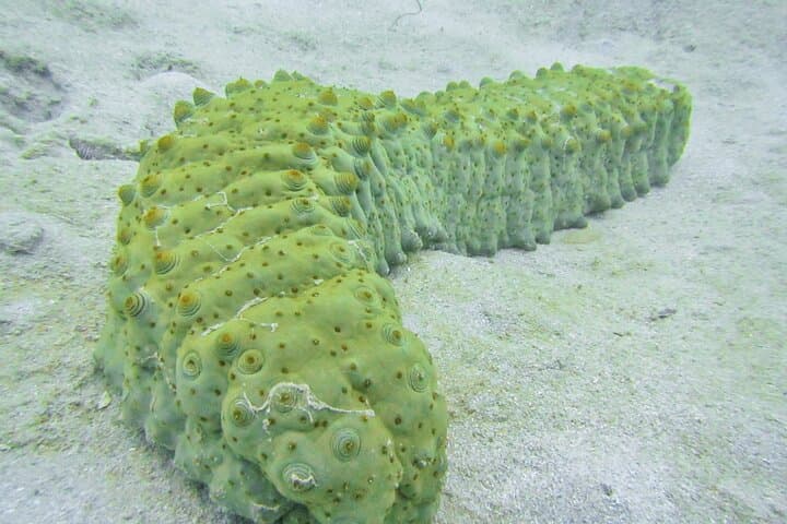 Island Hopping Mayotte & Grande Comore: 6-Day Eco Adventure through Volcanic Highlands and Turtle Beaches photo 3