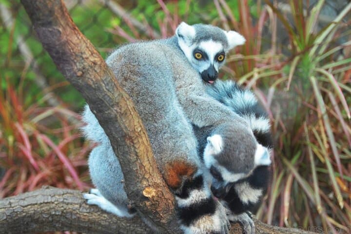 Island Hopping Mayotte & Grande Comore: 6-Day Eco Adventure through Volcanic Highlands and Turtle Beaches photo 4