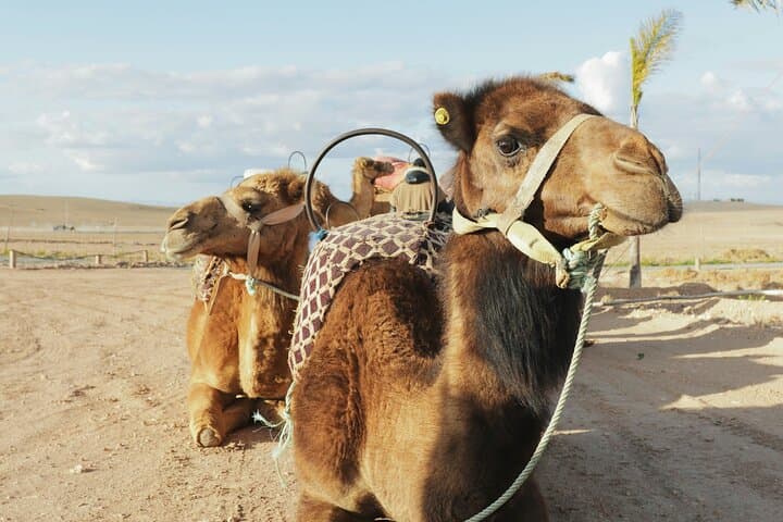 Agafay Desert: Quad Rides, Camel Treks & Sunset Bivouac from Marrakech photo 5