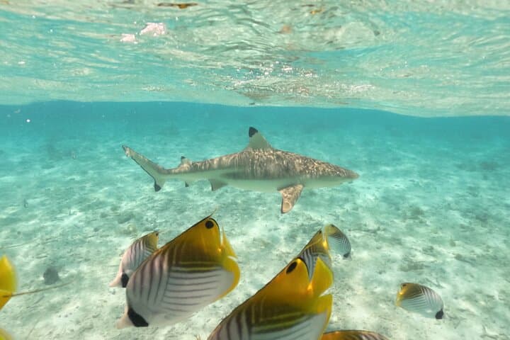 Snorkel with Rays and Sharks in Bora Bora's Turquoise Lagoon photo 2