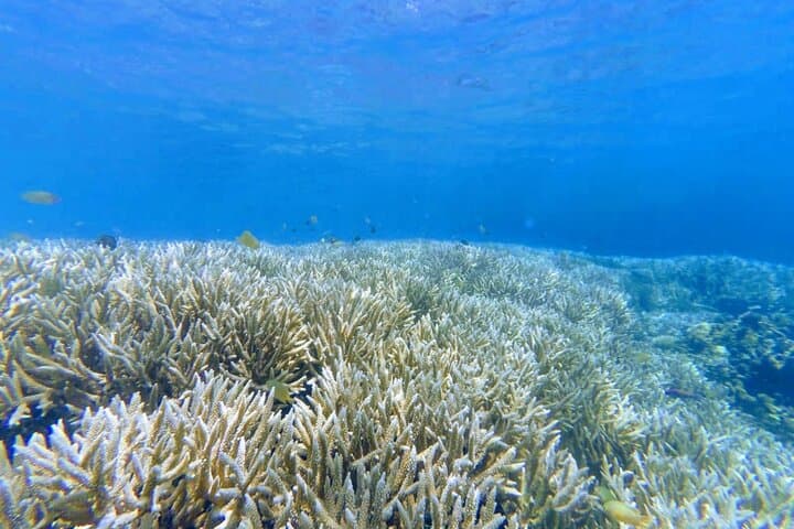 Secret Gilis Snorkeling: Private Full-Day Escape from Sekotong photo 2