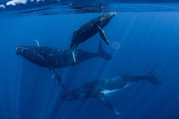 Tahiti Humpback Whale Watching Excursion — Small-Group Snorkel with Experts