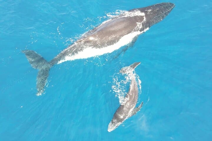 Tahiti Humpback Whale Watching Excursion — Small-Group Snorkel with Experts photo 2