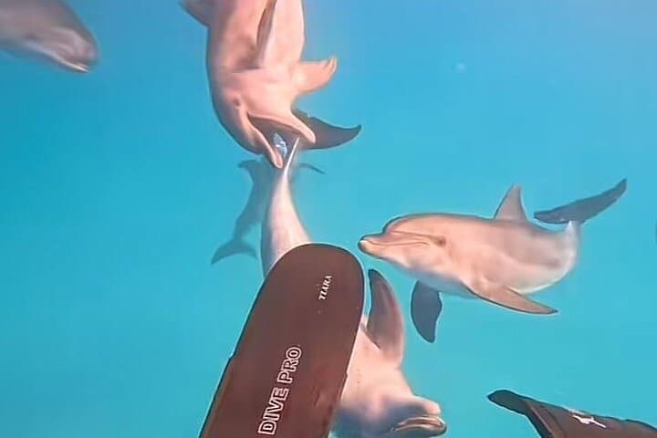 Hurghada VIP Dolphin Snorkeling: 8-Hour Boat Trip with Lunch photo 5