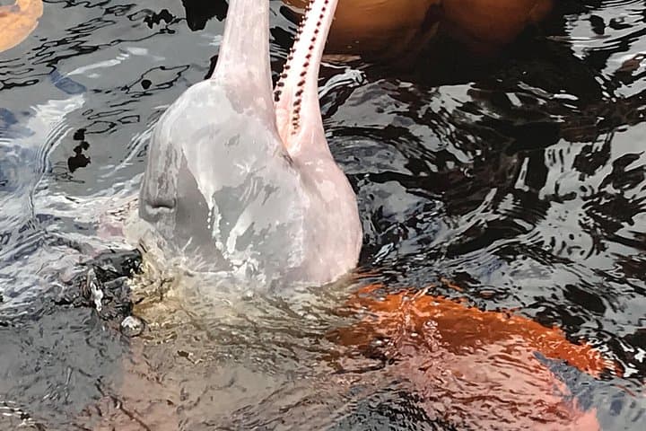 Manaus River Tour: Swim with Pink Dolphins, Indigenous Village & Negro River Beach photo 2