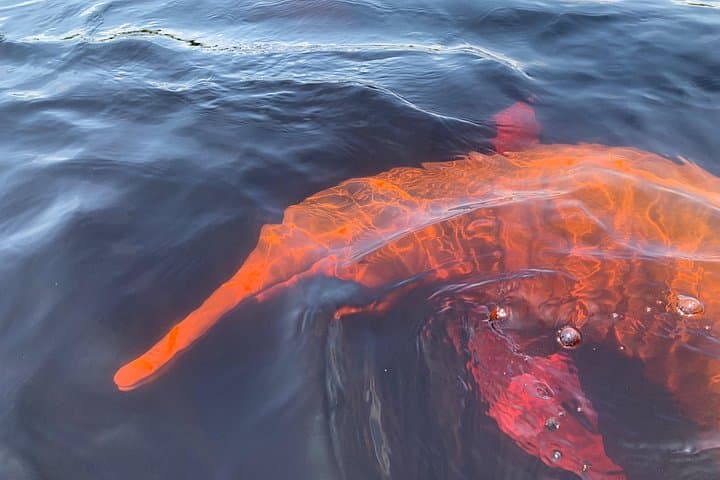 Half-Day Amazonian Experience: Canoes, Pink Dolphins & Piranha Fishing from Manaus photo 3