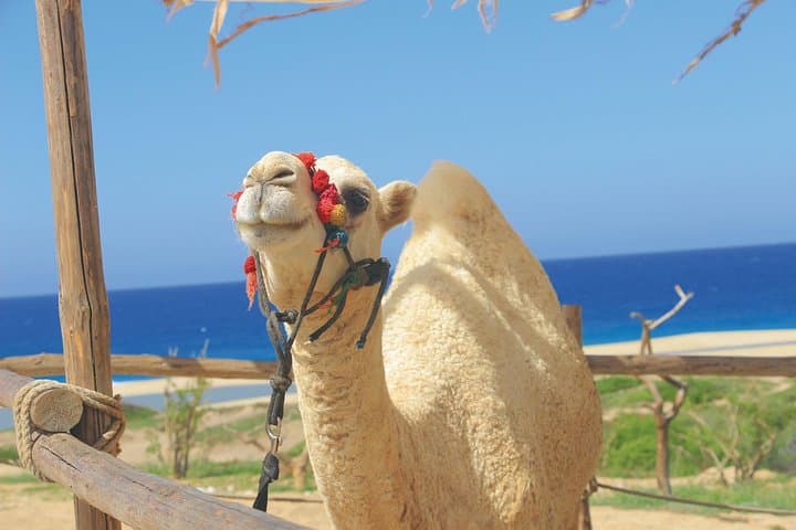 Cabo Sky Bike & Migriño Beach Camel Ride: Pacific Dunes and High-Altitude Pedals photo 6