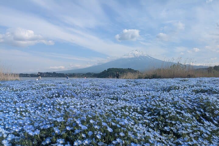 3-Day Private Mt Fuji & Kawaguchiko Tour with Local Guide photo 5