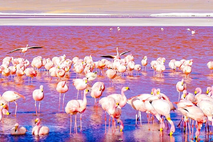 La Paz to Uyuni: 10-Day Private Bolivia Highlights Tour