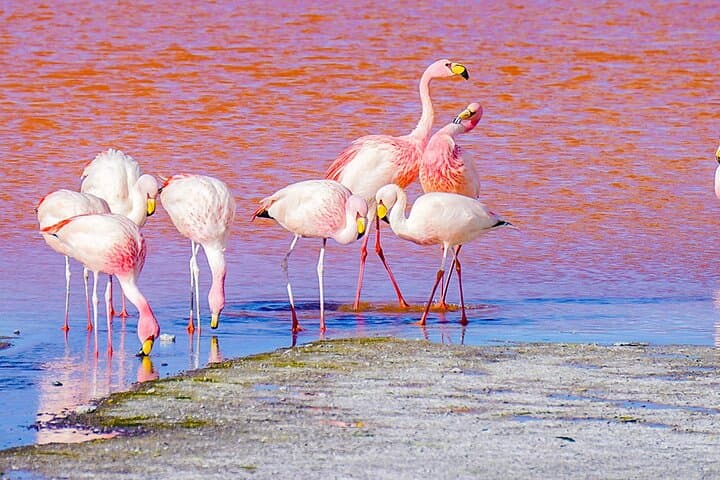 7-Day Uyuni Salt Flats & Eduardo Avaroa Desert Adventure from La Paz photo 4