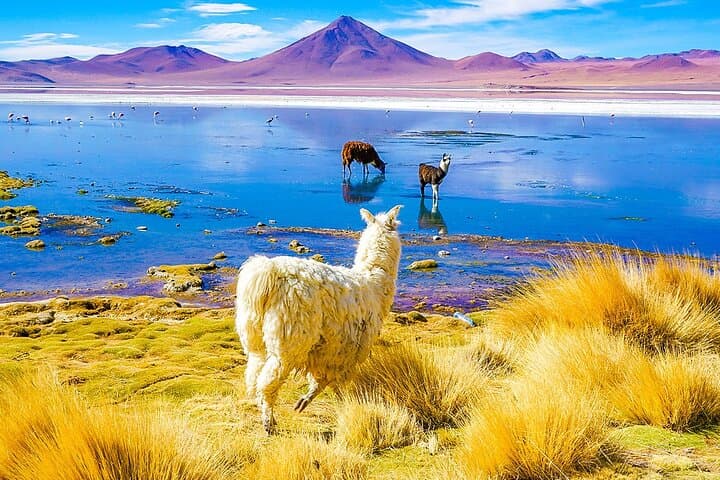 7-Day Uyuni Salt Flats & Eduardo Avaroa Desert Adventure from La Paz photo 5